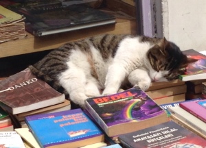 Cat in Bookstore: Istanbul, Turkey, April 2014